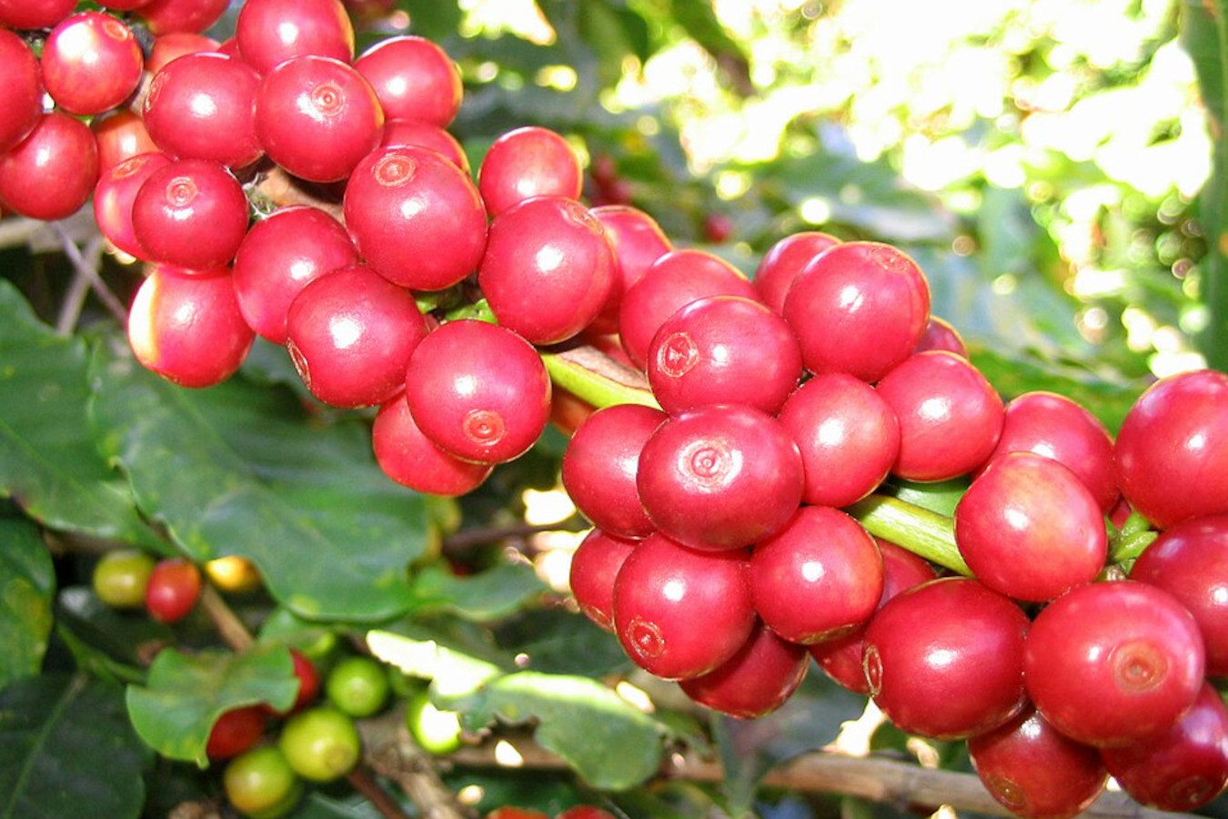 Cerezas maduras de Catuaí Rojo en la rama del cafeto